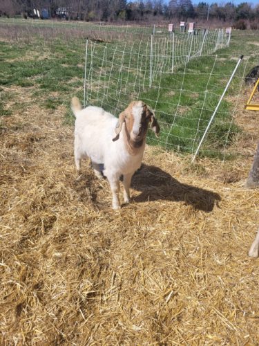 Goat Bucky, boer, buck, born 3/2022. Our breeder buck.