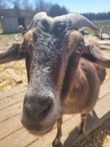Goat Baby, mininubian, born 10/2019