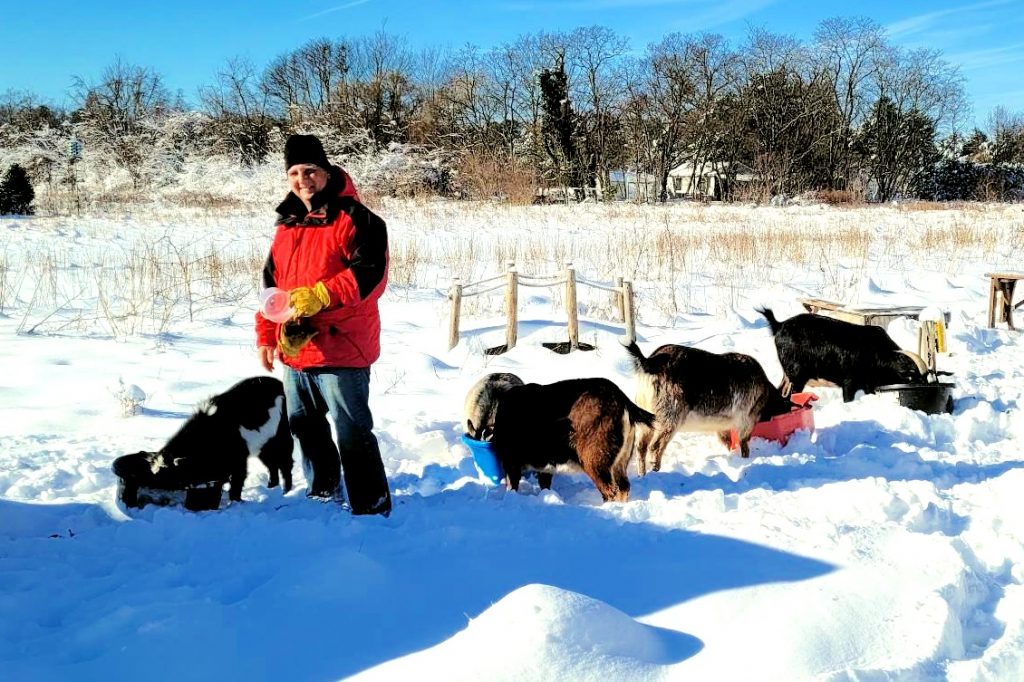 John feeding the goats on a snowy day.